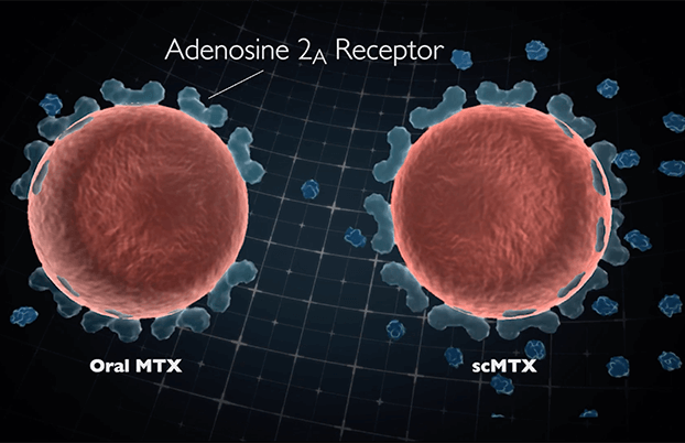 Blood cells in VR